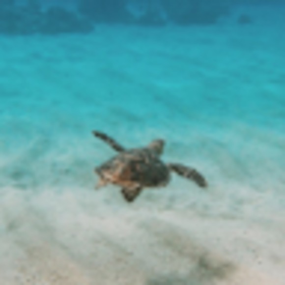 Meet your Posher, Yara. - Picture 1 of 1